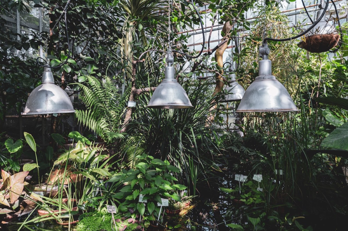 Greenhouse-style interior with hanging pendant lamps over greenery