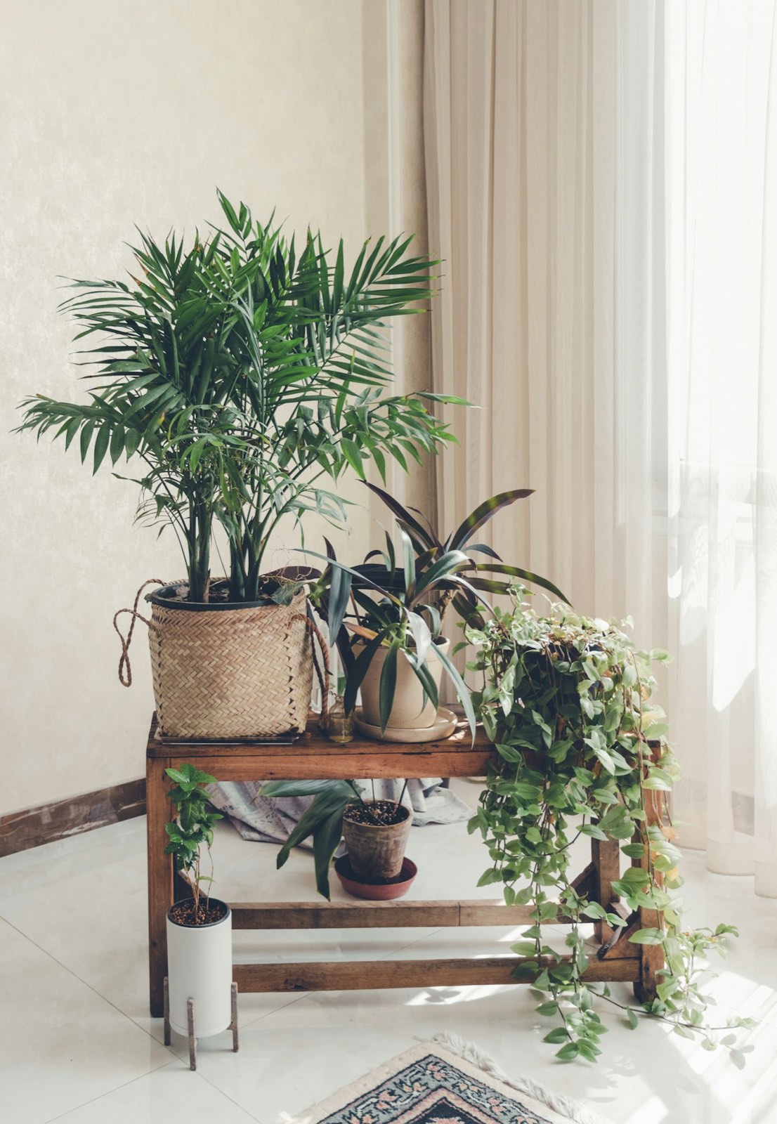 Cluster of leafy plants beside a curtained window in the Arboretum event room